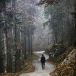 Man Walking Alone In woods | I'VE ALWAYS LOVED TOO HARD; AND FORGIVEN TOO EASILY | image tagged in man walking alone in woods | made w/ Imgflip meme maker