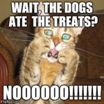 Scared cat | WAIT, THE DOGS ATE 
THE TREATS? NOOOOOO!!!!!!! | image tagged in scared cat | made w/ Imgflip meme maker