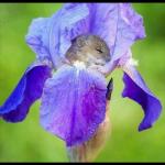 Mouse sleeping in a flower