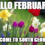 flowers | HELLO FEBRUARY! WELCOME TO SOUTH GEORGIA! | image tagged in flowers | made w/ Imgflip meme maker