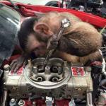 Monkey mechanic meme