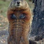 groundhog | THIS SIX-PACK? EAT.SLEEP.TRX.REPEAT | image tagged in groundhog | made w/ Imgflip meme maker