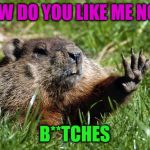 Woodchuck Nope | HOW DO YOU LIKE ME NOW; B**TCHES | image tagged in woodchuck nope | made w/ Imgflip meme maker