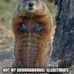 groundhog | PHIL THE GROUNDHOG; NOT MY GROUNDHOUND/
ILLEGITIMATE SHADOW CASTER | image tagged in groundhog | made w/ Imgflip meme maker