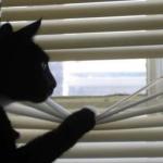 cat looking through window meme