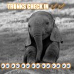 Baby Elephants are sad | IF YOU AINT SCARED..
ELEPHANT TRUNKS CHECK IN  ✔✔; 👀👀👀👀👀👀👀 | image tagged in baby elephants are sad | made w/ Imgflip meme maker