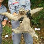Happy Sloth meme