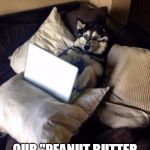 Husky Study | I DID SOME RESEARCH; OUR "PEANUT BUTTER GAME" ISN'T NORMAL | image tagged in husky study | made w/ Imgflip meme maker