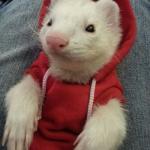 Ferret in da Club