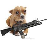 Dog with a gun