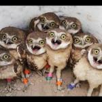 superb owl party