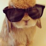 Bunny with sunglass