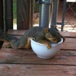 Exhausted Squirrel meme