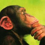 Chimp Think