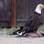 Eagle Takes Down Goose