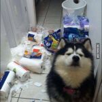 insane dog | WHAT WE NEED; SO MANY DAMN PAPER TOWELS FOR ANYWAY? | image tagged in insane dog | made w/ Imgflip meme maker