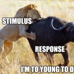 Lion hunting water buffalo | STIMULUS; RESPONSE; I'M TO YOUNG TO DYE :( | image tagged in lion hunting water buffalo | made w/ Imgflip meme maker