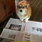 Newspaper Dog | BREAKING NEWS! LIBERALS DO NOT ACCEPT NEW ENGLAND VICTORY; SOROS INSTRUCTS THEM TO PROTEST -#NOTMYSUPERBOWLCHAMPIONS | image tagged in newspaper dog | made w/ Imgflip meme maker