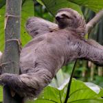 Relaxed sloth