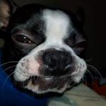 Boston Terrier