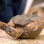 La tortue 