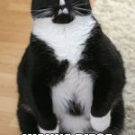 Cat Shocked | WANNA PIECE OF ME? | image tagged in shocked cat | made w/ Imgflip meme maker