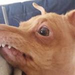 Tuna wathf up