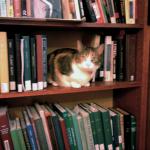 Bookshelf Cat meme