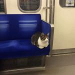 Subway cat