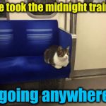 Cat on a "Journey"..... | She took the midnight train.... ....going anywhere... | image tagged in subway cat,memes,evilmandoevil,funny,journey | made w/ Imgflip meme maker