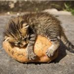 cat hugging potato