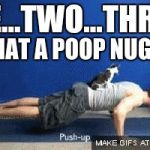 poop nugget | ONE...TWO...THREE... IS THAT A POOP NUGGET? | image tagged in push up cat | made w/ Imgflip meme maker