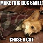 Do it for him | MAKE THIS DOG SMILE! CHASE A CAT | image tagged in sad dog | made w/ Imgflip meme maker