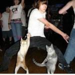 Cat dance.  meme