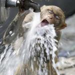Monkey drinking from faucet meme