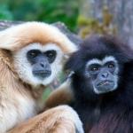 Two Gibbons