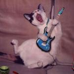 Guitar cat meme