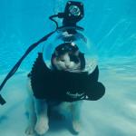 Scuba Cat