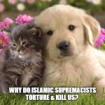 puppies and kittens | WHY DO ISLAMIC SUPREMACISTS TORTURE & KILL US? | image tagged in puppies and kittens | made w/ Imgflip meme maker