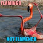 I forgot how to flamingo... | FLAMINGO; NOT FLAMENCO | image tagged in flamingo fail,memes,animals,bitrds,dancing,flamingo | made w/ Imgflip meme maker