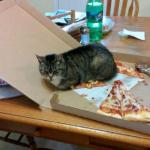 pizza slice cat