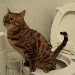Cat toilet 