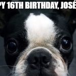 Boston Terrier | HAPPY 16TH BIRTHDAY, JOSÉFINE! | image tagged in boston terrier | made w/ Imgflip meme maker