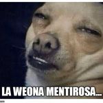 Chihuahua  | LA WEONA MENTIROSA... | image tagged in chihuahua | made w/ Imgflip meme maker
