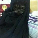 Hijab cat