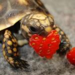Baby turtle Valentine 