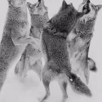 wolves | HOWL LIKE YOU MEAN IT BOYS | image tagged in wolves | made w/ Imgflip meme maker