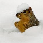 Snow squirrel 