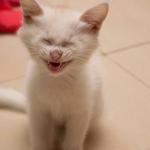 Cat Laughing