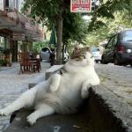 Cat Relaxing
